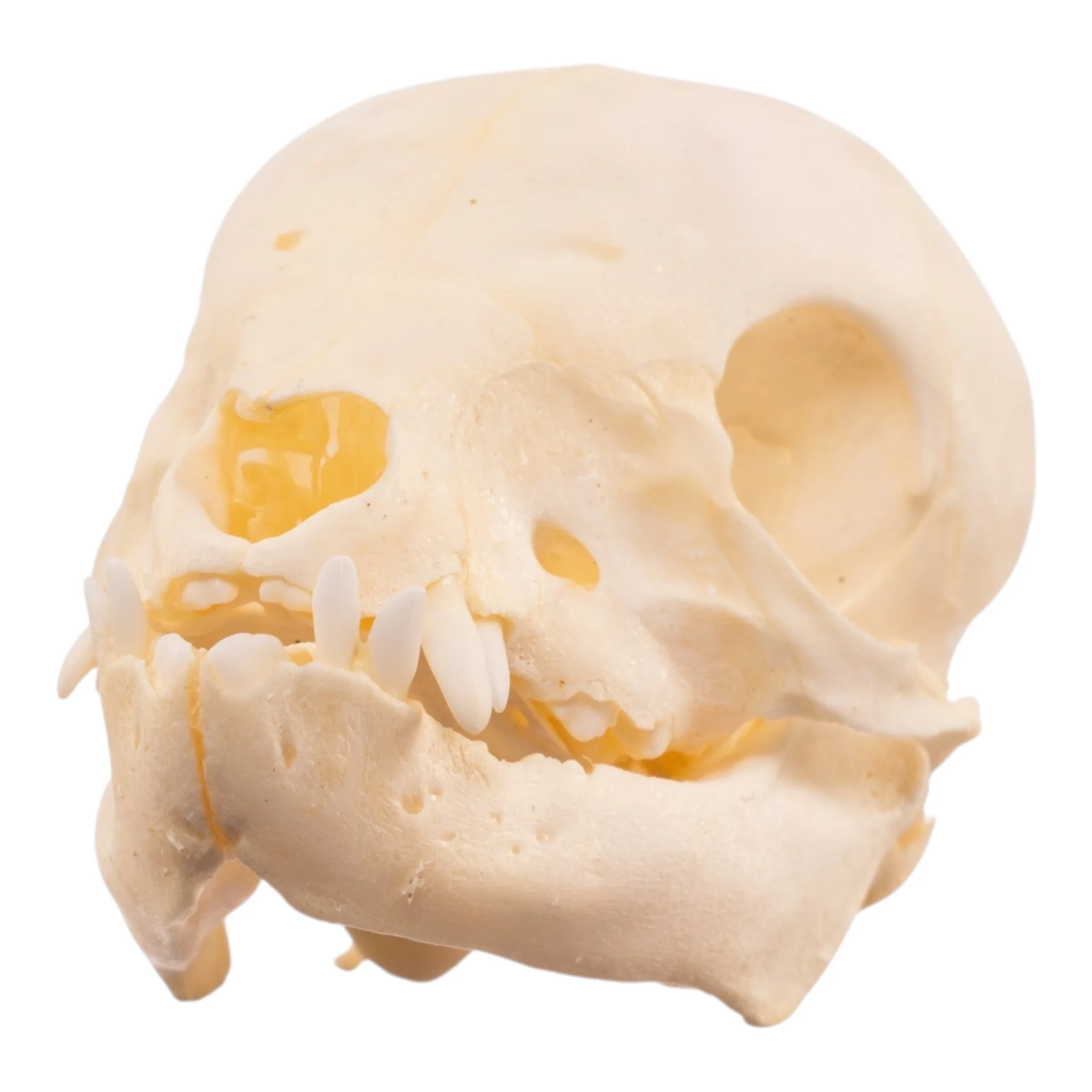Best Selling Skulls