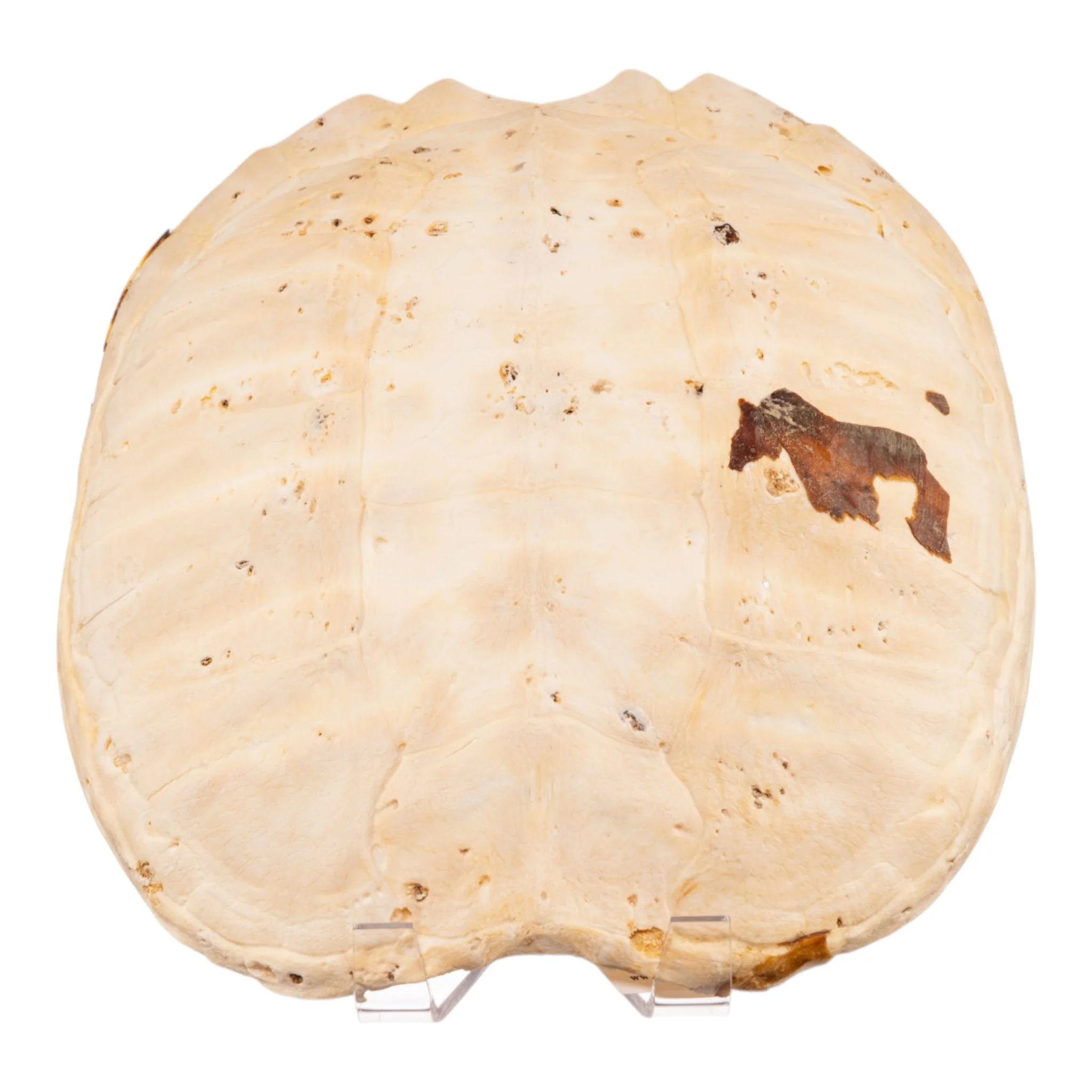 New Arrivals - Animal Skulls + Skeletons