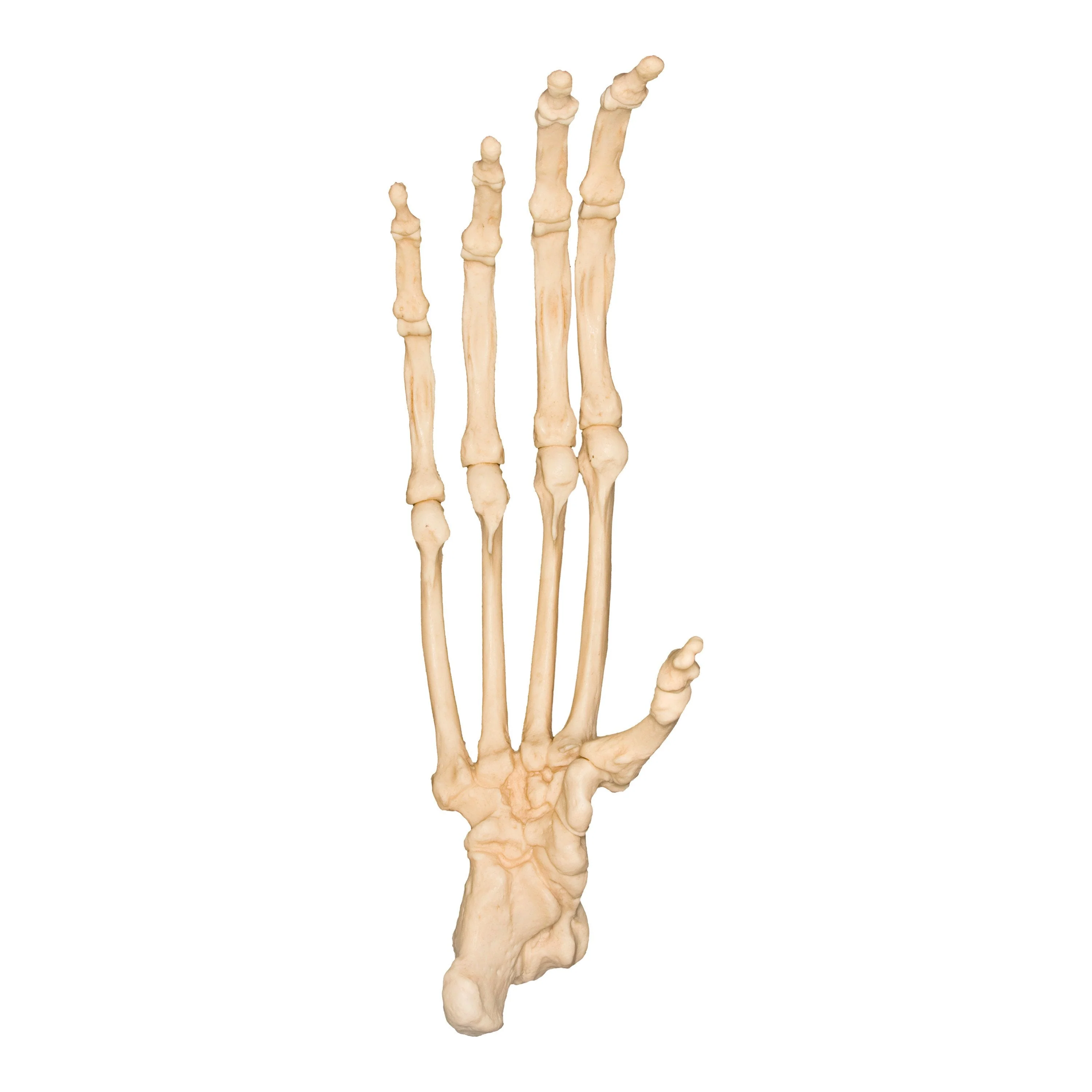 Thumb 2